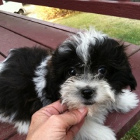 Available Shichon Male